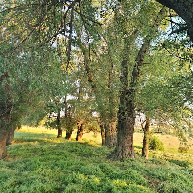 Un champ d'herbe avec des arbres et de l'herbe et un fond de ciel