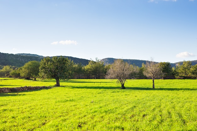 Champ d'herbe et d'arbres