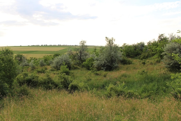 Un champ d'herbe et d'arbres