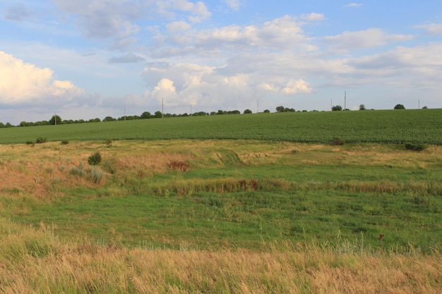 Un champ d'herbe et d'arbres