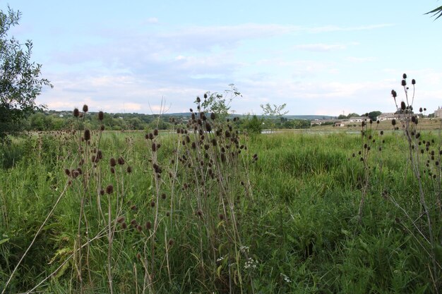 Un champ d'herbe et d'arbres