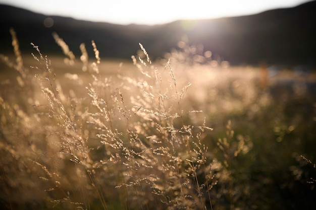 Champ d'herbe au coucher du soleil