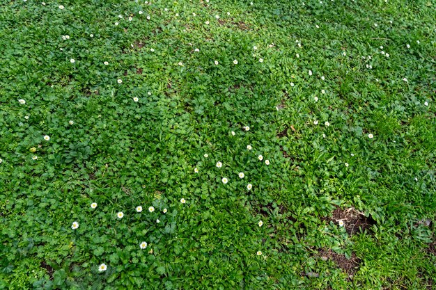 Un champ d'herbe avec beaucoup de fleurs éparpillées partout