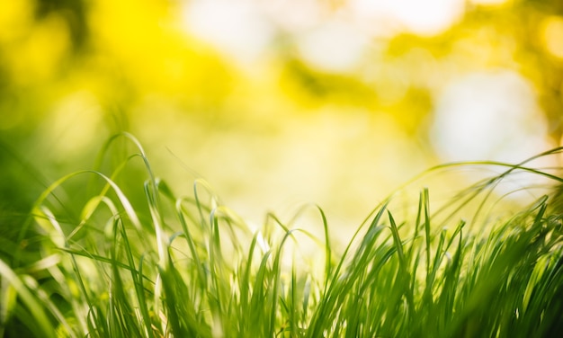 champ d'herbe bouchent avec la lumière du soleil