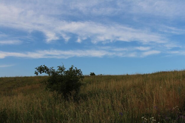 Un champ d'herbe et un ciel bleu