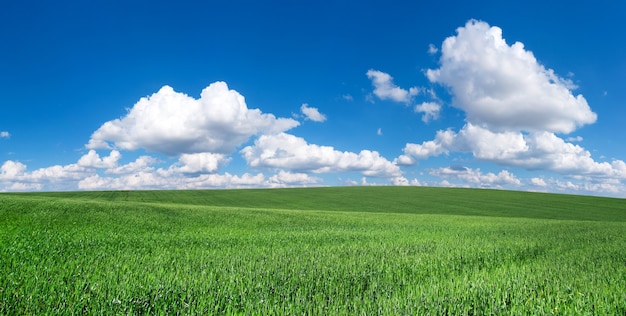 Champ d'herbe et ciel parfait