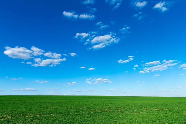 Champ d'herbe et ciel parfait