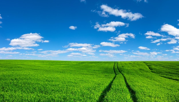 Champ d'herbe et ciel parfait