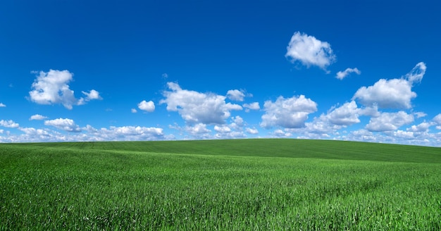 Champ d'herbe et ciel parfait