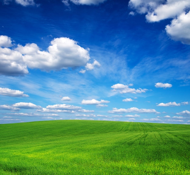 Champ d'herbe et ciel parfait