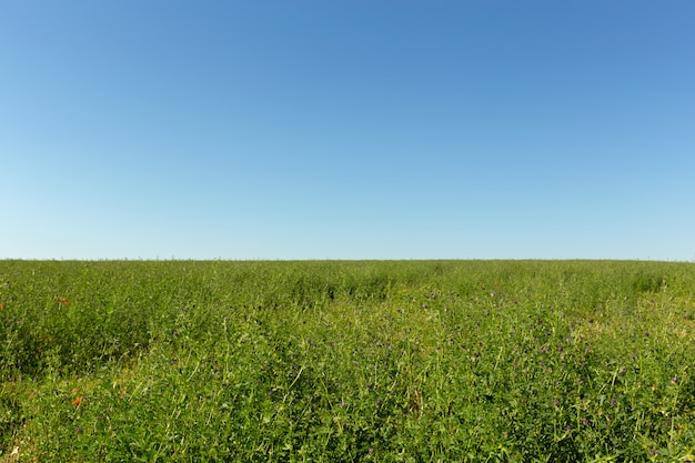 Champ d'herbe et ciel parfait