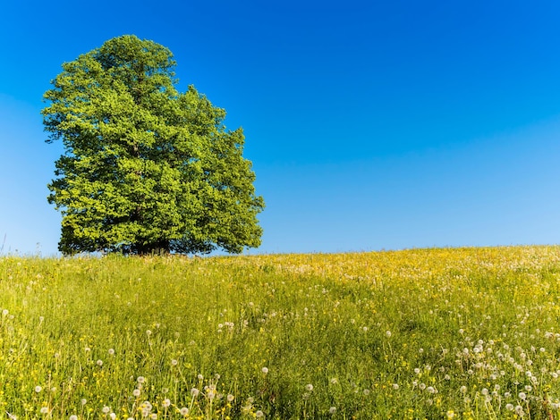 Un champ d'herbe contre un ciel bleu clair par une journée ensoleillée