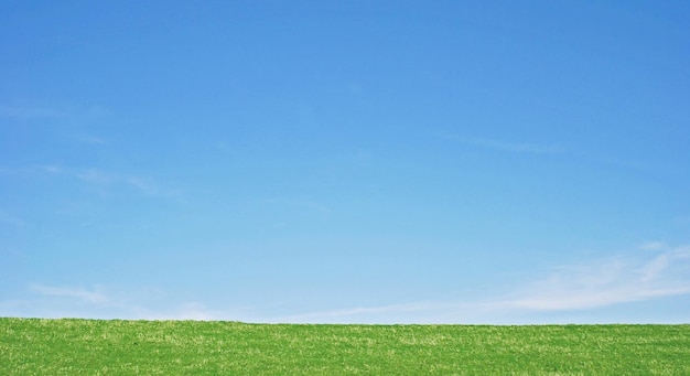 Un champ d'herbe contre un ciel bleu