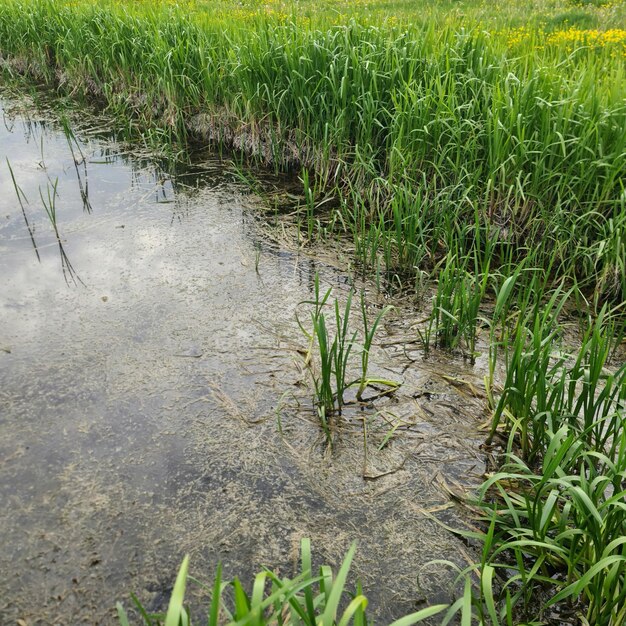 Un champ d'herbe à côté d'un plan d'eau avec un champ vert en arrière-plan.