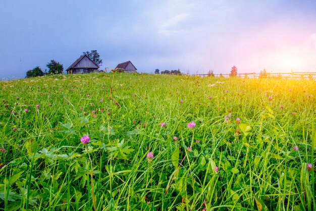 Champ d'herbe dans les montagnes