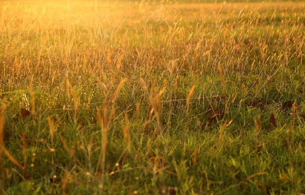 Champ d'herbe dorée au soleil