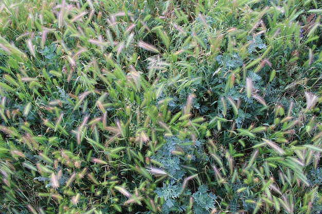 Un champ d'herbe avec des fleurs