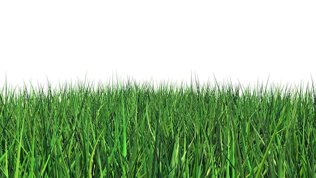 un champ d'herbe à fond blanc à fond blanc