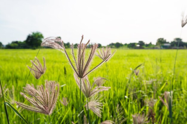 Champ d&#39;herbe avec fond de champs de riz vert en Thaïlande