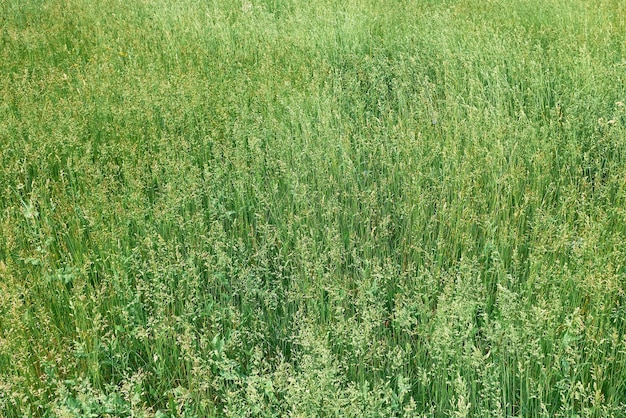 Champ d'herbe de fond d'herbe verte à l'extérieur