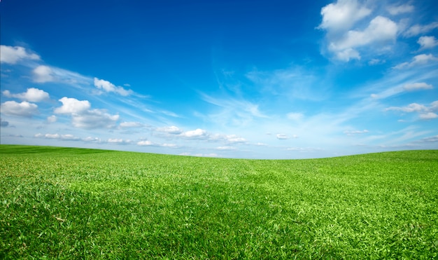 Champ d'herbe fraîche verte sous le ciel bleu