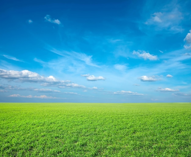 Champ d'herbe fraîche verte sous le ciel bleu