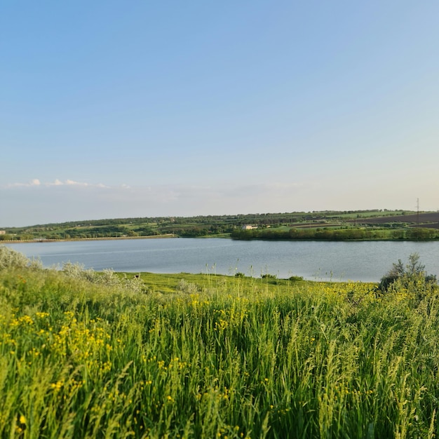 Photo un champ d'herbe avec un lac en arrière-plan et un champ de fleurs jaunes.