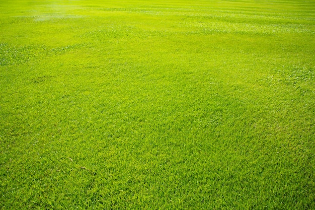 Champ d'herbe de prairie verte du parc extérieur