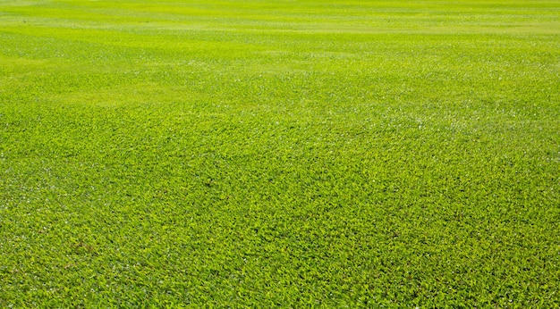 Champ d'herbe de prairie verte du parc extérieur