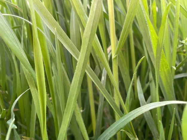 Un champ d'herbe qui a une feuille verte qui est très proche de la caméra.