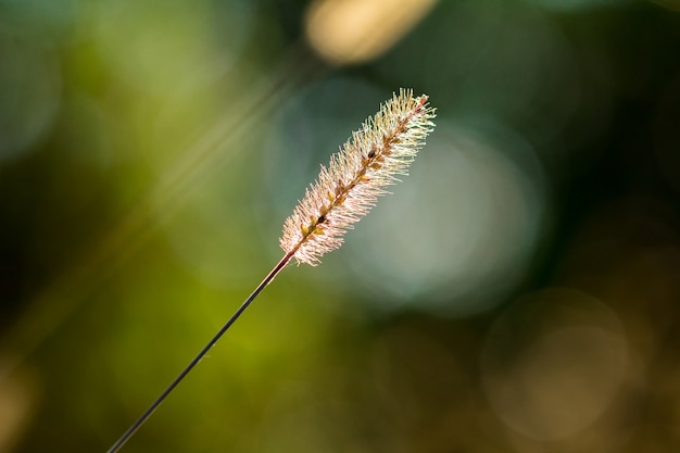 Champ d'herbe sèche au soleil couchant dans la belle nature.