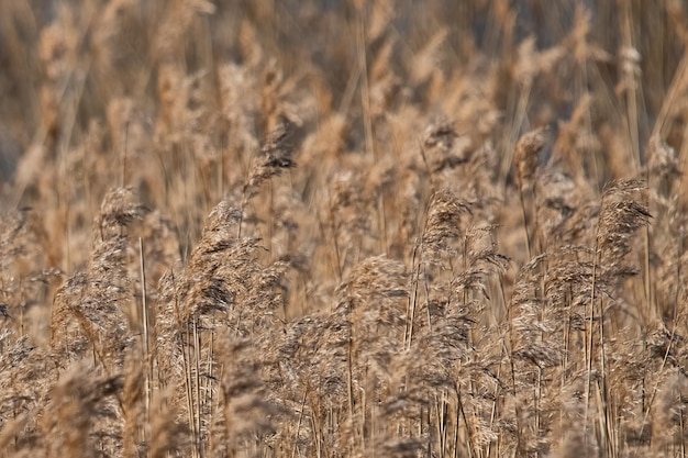 Un champ d'herbe sèche avec un oiseau dessus.