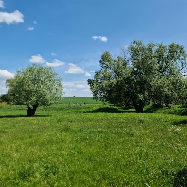 Un champ d'herbe verte avec des arbres et un ciel bleu avec des nuages blancs.