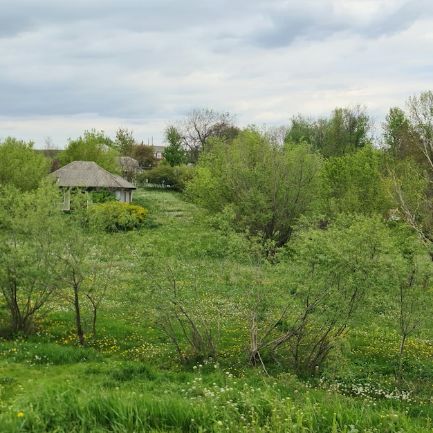 Un champ d'herbe verte et d'arbres avec une maison en arrière-plan.