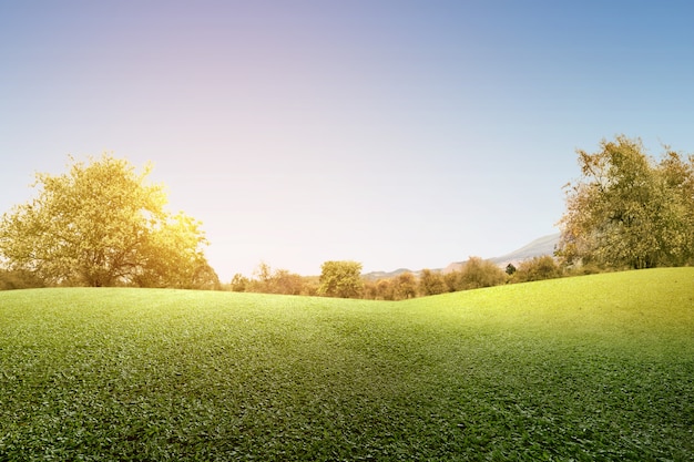 Champ d'herbe verte avec des arbres