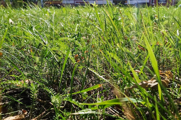 Champ avec de l'herbe verte brillante au soleil