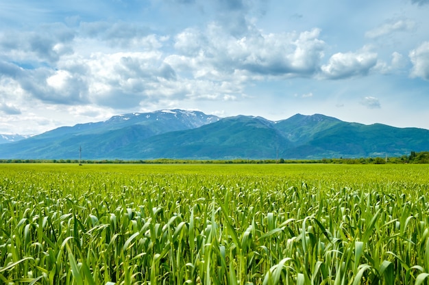 Champ d'herbe verte brillante et montagnes