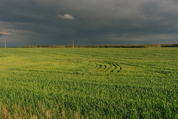 Champ d'herbe verte à la campagne