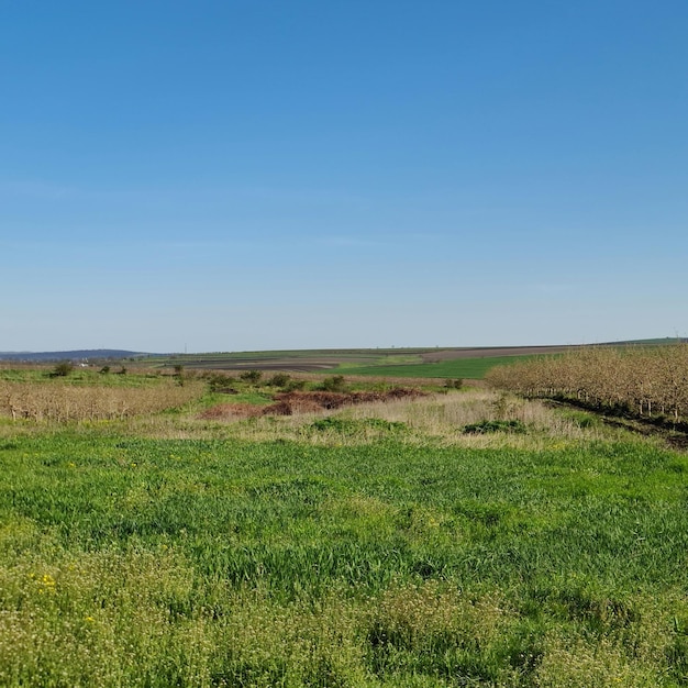 Un champ d'herbe verte avec un ciel bleu en arrière-plan.