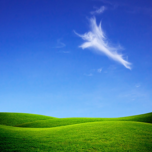 Champ d'herbe verte et ciel bleu lumineux.