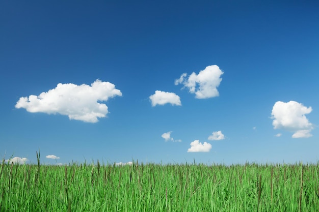 Champ d'herbe verte ciel bleu avec des nuages