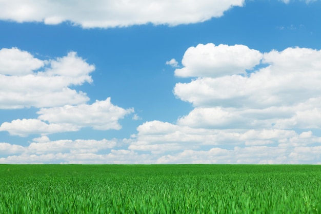 Un champ d'herbe verte et un ciel bleu