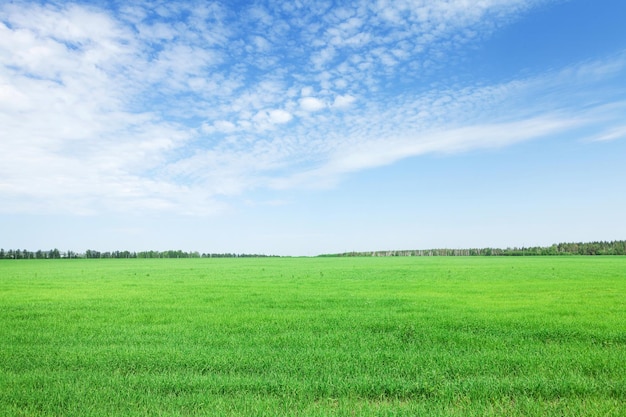 Photo champ d'herbe verte et ciel bleu