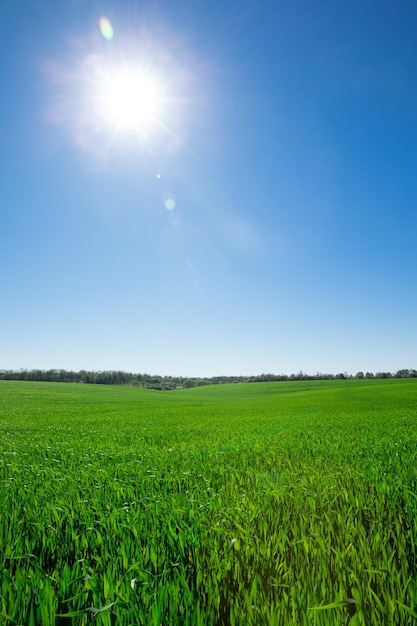 Champ d&#39;herbe verte et ciel