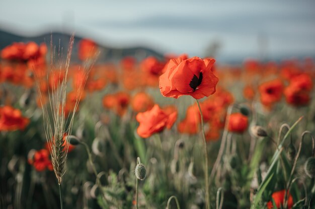 Champ avec de l'herbe verte et des coquelicots rouges contre le ciel coucher de soleil. Beau champ de coquelicots rouges avec mise au point sélective. Coquelicots rouges à la lumière douce.