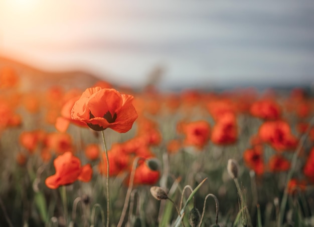 Champ avec herbe verte et coquelicots rouges contre le ciel coucher de soleil beau champ coquelicots rouges avec