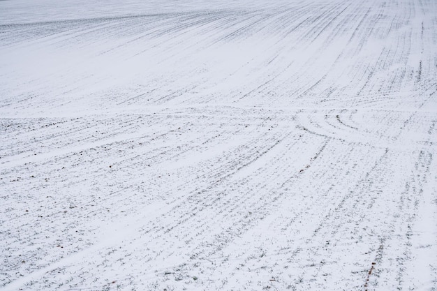 Champ d'herbe verte dans la neige