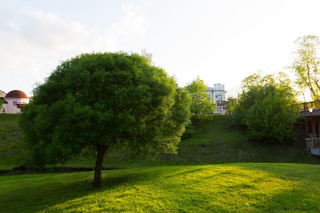 Champ d'herbe verte dans le parc de la grande ville