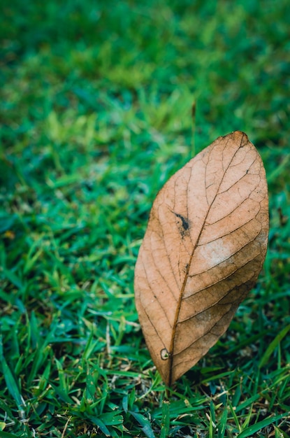 Champ d'herbe verte et feuille sèche