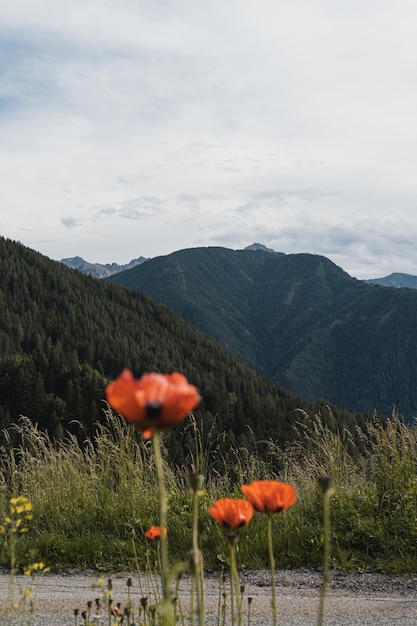 Champ d'herbe verte avec des fleurs de coquelicots rouges et des montagnes Fond naturel minimal